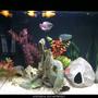 14 gallons freshwater fish tank (mostly fish and non-living decorations) - Coralife biocube