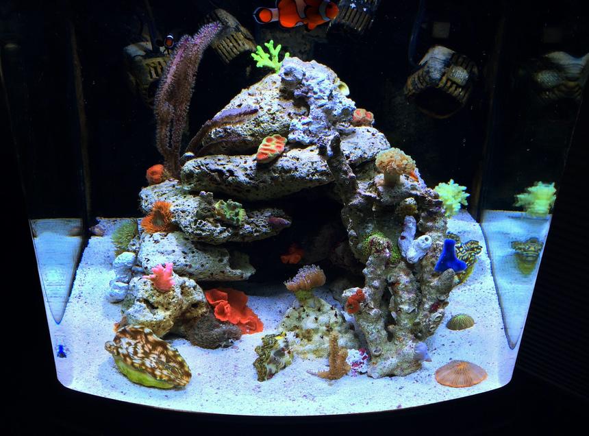 Rated #22: 28 Gallons Reef Tank - my reef tank