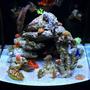 28 gallons reef tank (mostly live coral and fish) - my reef tank