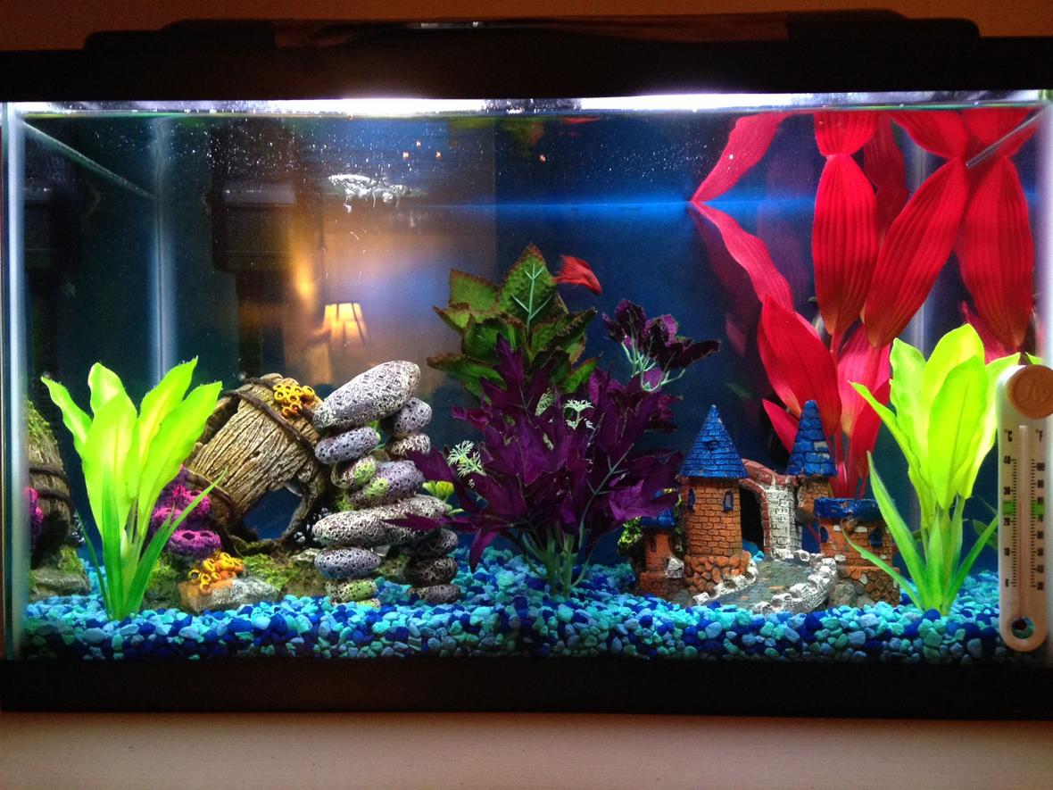 10 gallons freshwater fish tank (mostly fish and non-living decorations) - My ten gallon freshwater tank. In there somewhere are my male Veiltail betta, Sriracha, and my African dwarf frog, Darwin.