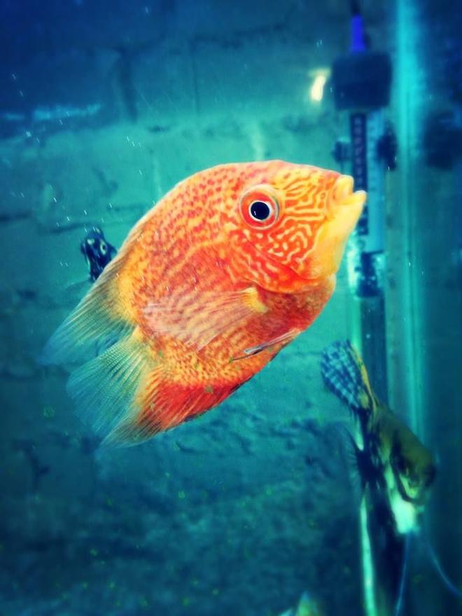 freshwater fish - heros efasciatus - red spot severum stocking in 100 gallons tank - Red spot severum.