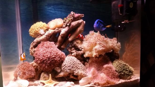 10 gallons reef tank (mostly live coral and fish) - My new tank.