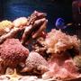 10 gallons reef tank (mostly live coral and fish) - My new tank.