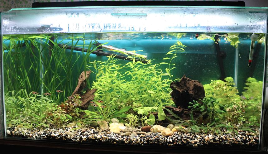 Rated #37: 45 Gallons Planted Tank - 45 gallon planted community
