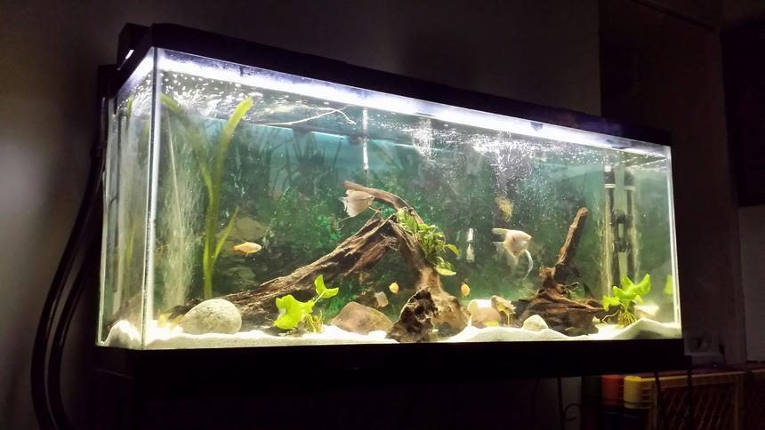 Rated #55: 55 Gallons Freshwater Fish Tank - This one shows its true beauty.hope you guys appreciate it as much as I.