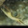 freshwater fish - auchenipterichthys thoracatus - zamora catfish stocking in 55 gallons tank - Zamora catfish. The three musketeers