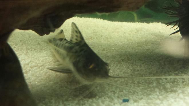 freshwater fish - pimelodus pictus - pictus catfish stocking in 55 gallons tank - Our pictus.