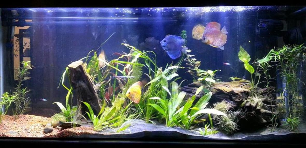 55 gallons planted tank (mostly live plants and fish) - 55 Gallons About 7 months old. 5 miscellaneous discus 12 penguin tetras 4 cardinal tetras 1 Angel fish (I relocated other angelfish to another tank, but this one always evades my attempts to net him) This tank is not against a wall. Instead it's centrally located. On ones side is a couch where I like to lounge. On the other side (rear) of the tank is where my family and I eat breakfast. Next to this tank is a small Aqueon Evolve 8. We use this for fish quarantine and to develop plants.