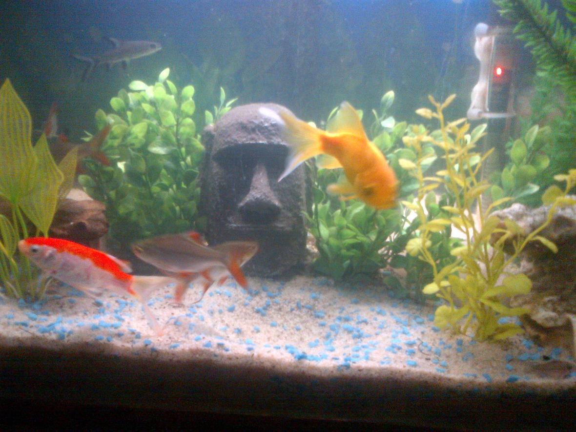 freshwater fish - carassius auratus - fantail goldfish stocking in 60 gallons tank - Fresh water
