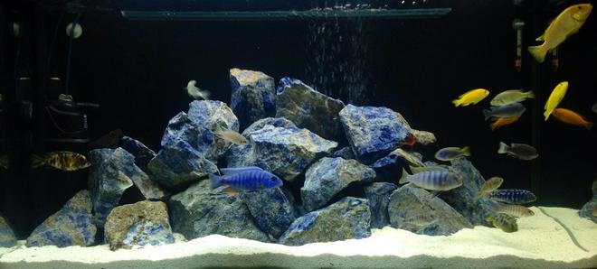 100 gallons freshwater fish tank (mostly fish and non-living decorations) - Cichlid tank