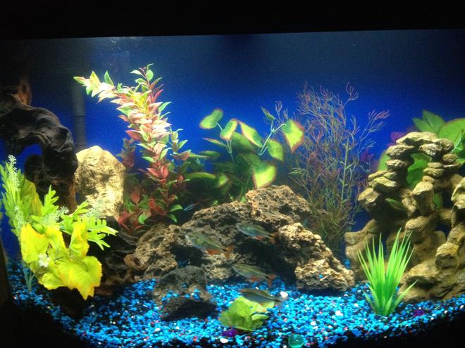 36 gallons freshwater fish tank (mostly fish and non-living decorations) - New 36 Gallon Freshwater Bow Front.