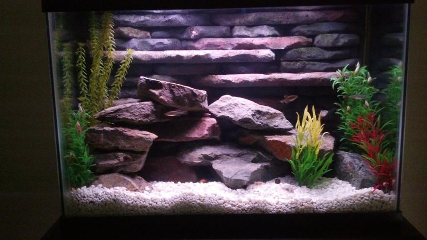 Rated #28: 20 Gallons Freshwater Fish Tank - 20 Gallon freshwater tank with custom 3D background and rockscape. Uses two aquaclear 50 gallon HOB filters and heater incorporated into the 3D background.  This tank was a lot of fun to build and goes to show you can do a lot with small spaces.