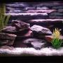 20 gallons freshwater fish tank (mostly fish and non-living decorations) - 20 Gallon freshwater tank with custom 3D background and rockscape. Uses two aquaclear 50 gallon HOB filters and heater incorporated into the 3D background. This tank was a lot of fun to build and goes to show you can do a lot with small spaces.