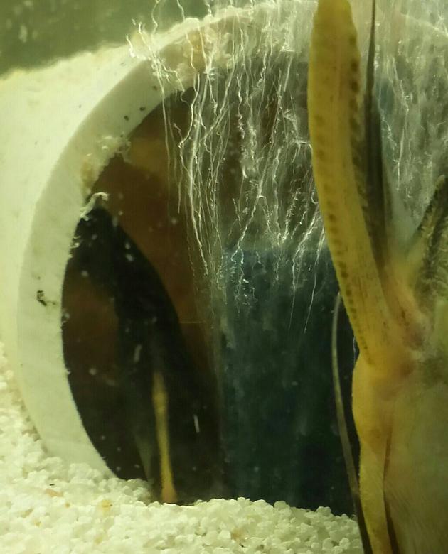 freshwater fish - apteronotus albifrons - ghost knifefish stocking in 55 gallons tank - Hershey.brown ghost knifefish,not very common (max. Size is 8inches)I'll