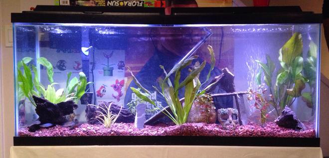55 gallons planted tank (mostly live plants and fish) - My 55g cichlid tank