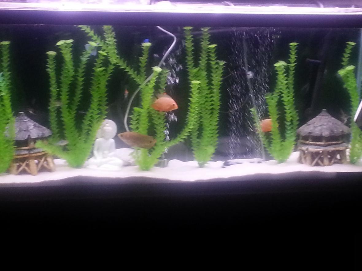 55 gallons freshwater fish tank (mostly fish and non-living decorations) - Freshwater 55 gallon with white sand and fake plants...