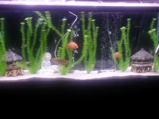 55 gallons freshwater fish tank (mostly fish and non-living decorations) - Freshwater 55 gallon with white sand and fake plants...