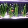 55 gallons freshwater fish tank (mostly fish and non-living decorations) - Freshwater 55 gallon with white sand and fake plants...