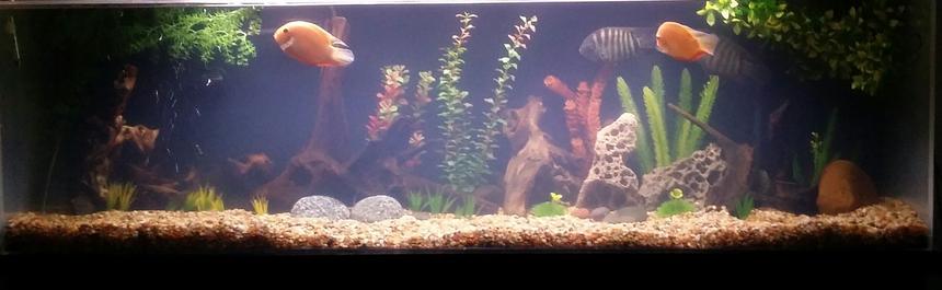 Rated #75: 125 Gallons Freshwater Fish Tank - 125 plexiglass. SunSun canister rated for 200 gallon w/uv 9watt light.  48\" fluorescent high quality aquarium light. Fluval powerhead and Eheim heater.