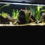 60 gallons planted tank (mostly live plants and fish) - Discus, cats, tetra, frogs and live plants.