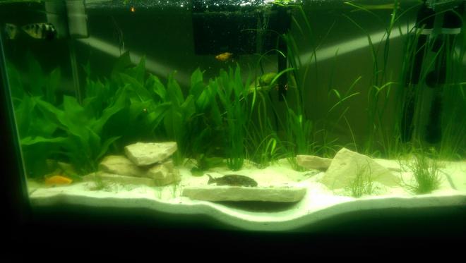 55 gallons planted tank (mostly live plants and fish) - Clean seas.