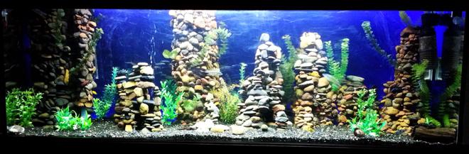 150 gallons freshwater fish tank (mostly fish and non-living decorations) - Changed from Community Tropicals to African Cichlids after moving house