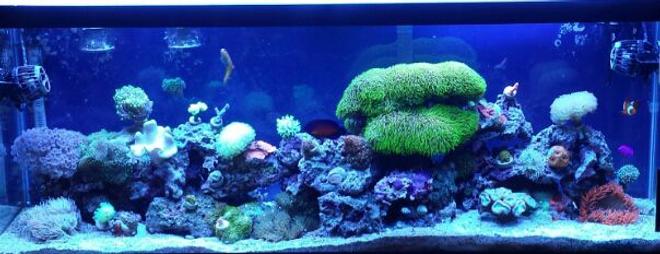 50 gallons reef tank (mostly live coral and fish) - My 50 gallon sumpless reef.