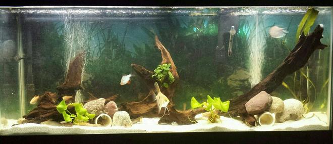 55 gallons freshwater fish tank (mostly fish and non-living decorations) - Update on the tank. constantly trying to make a better place for my fish.