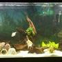 55 gallons freshwater fish tank (mostly fish and non-living decorations) - Update on the tank. constantly trying to make a better place for my fish.