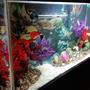 fish tank picture - 40 g Community Tank