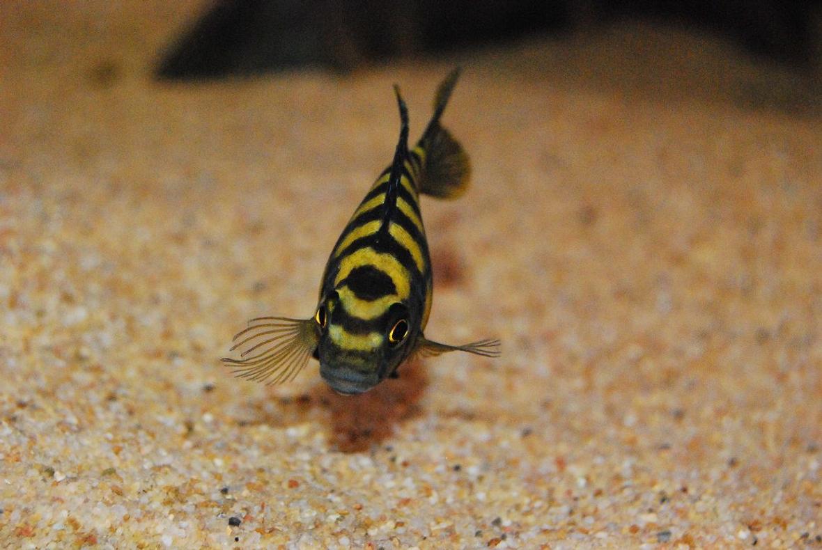 freshwater fish - pseudotropheus crabro - bumblebee cichlid stocking in 264 gallons tank - Pseudotropheus crabro (Bumblebee Cichlid) checking me out while I take a few pics