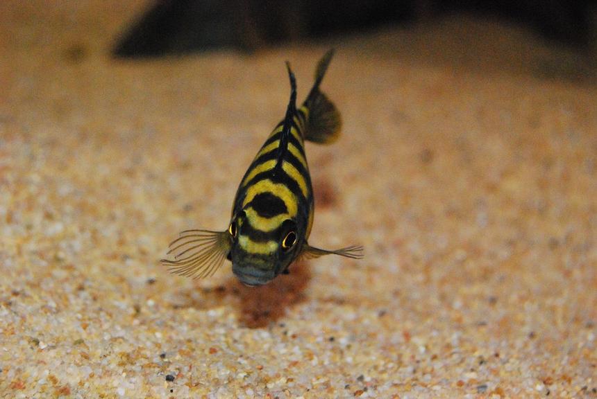 Rated #19: Freshwater Fish - Pseudotropheus Crabro - Bumblebee Cichlid Stocking In 264 Gallons Tank - Pseudotropheus crabro (Bumblebee Cichlid)
checking me out while I take a few pics