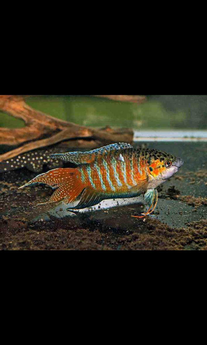 freshwater fish - macropodus opercularis - blue paradise stocking in 36 gallons tank - Paradise Gourami