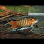 freshwater fish - macropodus opercularis - blue paradise stocking in 36 gallons tank - Paradise Gourami