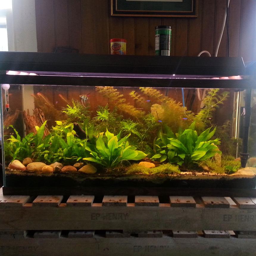 Rated #35: 30 Gallons Planted Tank - 1 month progress. Everything doing well except the dwarf baby tears.