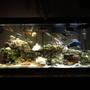 55 gallons freshwater fish tank (mostly fish and non-living decorations) - Did a complete redo. new rock. no plant. more filtration. more fish.