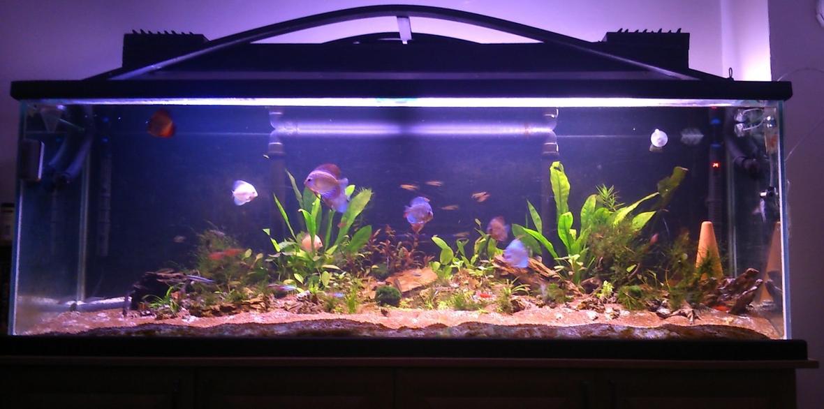 130 gallons planted tank (mostly live plants and fish) - tank after 2 months