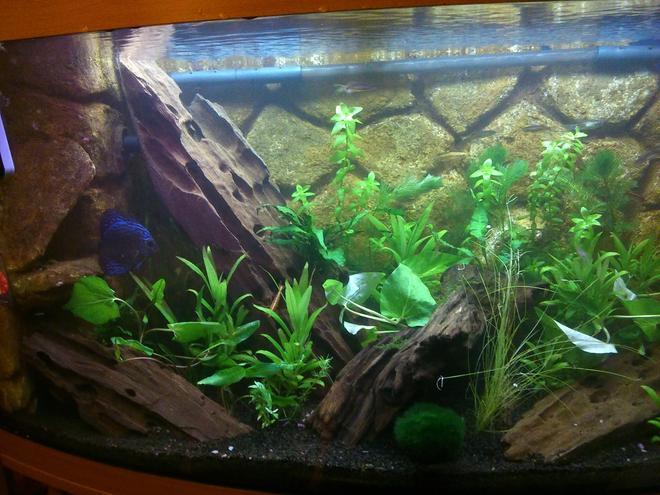 130 gallons planted tank (mostly live plants and fish) - Old Tank