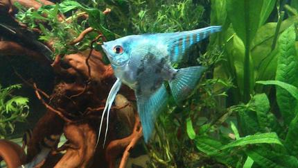 freshwater fish - pterophyllum sp. - blue angelfish stocking in 50 gallons tank - on of my smoky blue angels