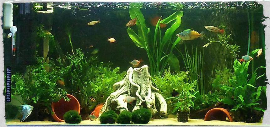 Rated #23: 50 Gallons Planted Tank - My tank, live plants