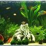 50 gallons planted tank (mostly live plants and fish) - My tank, live plants