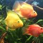 freshwater fish - heros severus x amphilophus citrinellum - blood parrot stocking in 50 gallons tank - parrot fish