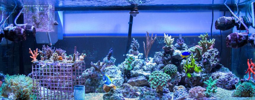 Rated #28: 75 Gallons Reef Tank - 75 gallon SPS Dominated Mixed Reef Tank