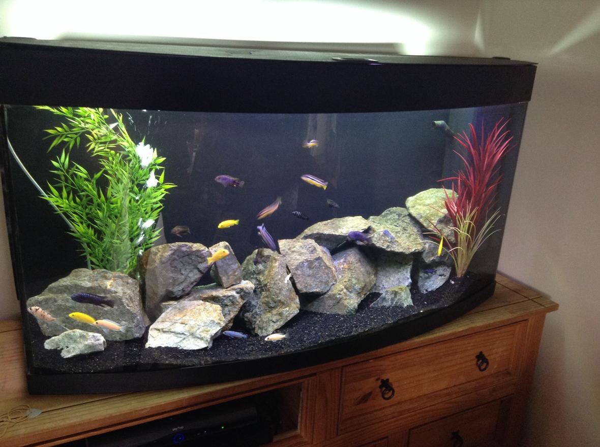57 gallons freshwater fish tank (mostly fish and non-living decorations) - African cichlid