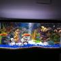 40 gallons freshwater fish tank (mostly fish and non-living decorations) - Fresh water cichlids