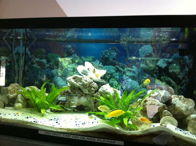 40 gallons planted tank (mostly live plants and fish) - Older setup real plants