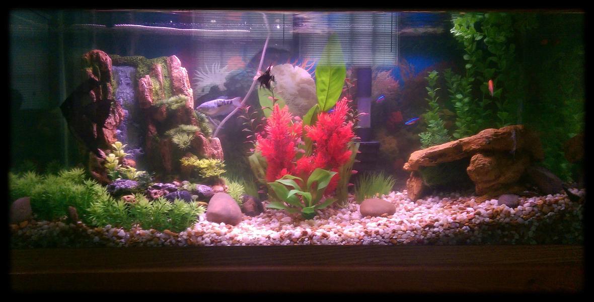 30 gallons planted tank (mostly live plants and fish) - My 30 gallon aquarium with various fish and assorted live plants and plastic plants with aquarium decor!