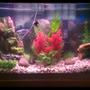 30 gallons planted tank (mostly live plants and fish) - My 30 gallon aquarium with various fish and assorted live plants and plastic plants with aquarium decor!