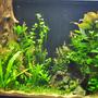 25 gallons planted tank (mostly live plants and fish) - 39 gallon pressurized CO2 low lighting