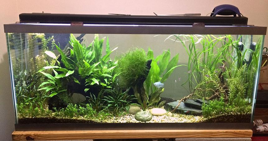 Rated #11: 55 Gallons Planted Tank - 55 gal planted tank.